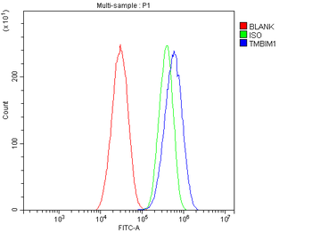 Anti-TMBIM1 Antibody