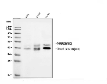 Anti-DR5/TNFRSF10B Antibody