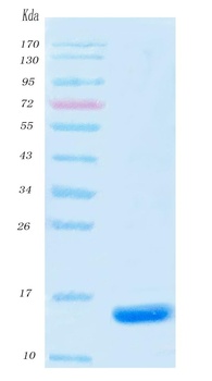 SARS-CoV-2 (COVID-19) NSP9 Protein, His Tag