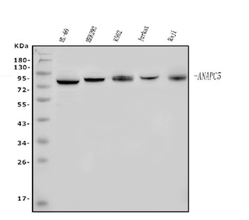 Apc5/ANAPC5 Antibody