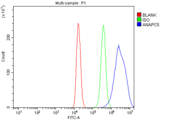 Anti-Apc5/ANAPC5 Antibody