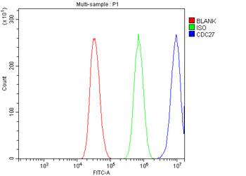 Anti-CDC27 Antibody