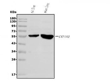 Cytochrome P450 1A2/Cyp1a2 Antibody