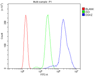Anti-DGKZ/DGK-zeta Antibody