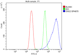 Anti-GNG2 Antibody