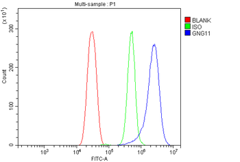 Anti-GNG11 Antibody