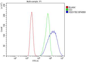 Anti-HSD17B2 Antibody