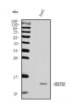 NDUFB2 Antibody