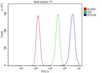 Anti-OTULIN Antibody
