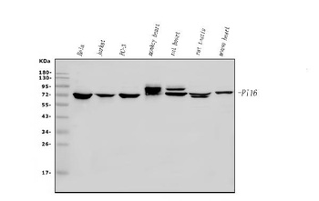 PI-16/PI16 Antibody