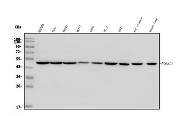 TBP-1/PSMC3 Antibody