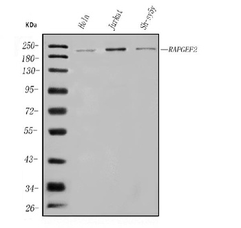 RAPGEF2 Antibody