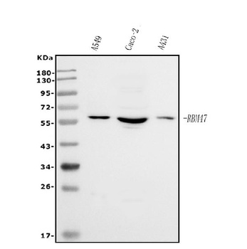 RBM47 Antibody