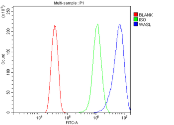Anti-N WASP/WASL Antibody