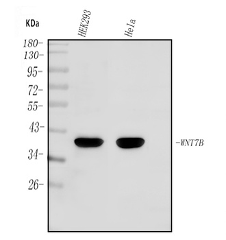 WNT7B Antibody