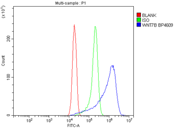 Anti-WNT7B Antibody