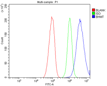 Anti-BHMT Antibody