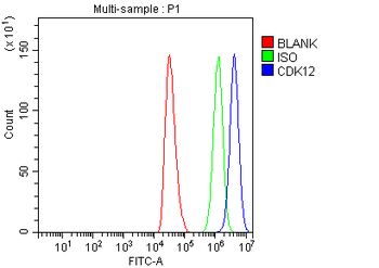 Anti-CDK12 Antibody