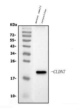 Claudin 7/CLDN-7 Antibody