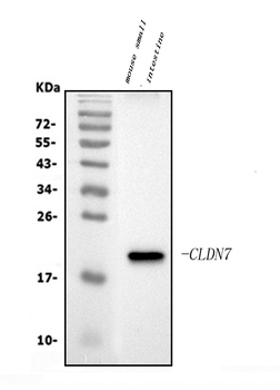 Anti-Claudin 7/CLDN-7 Antibody