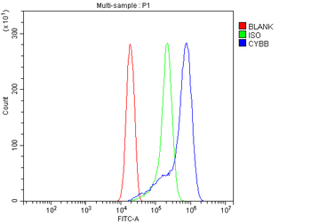 Anti-NOX2/gp91phox/CYBB Antibody