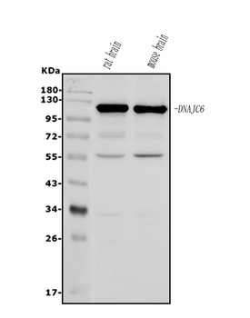 DNAJC6 Antibody