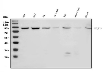 DNAJC10 Antibody