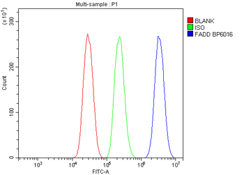 Anti-FADD Antibody