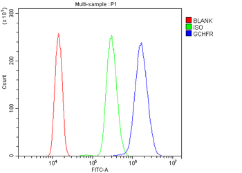 Anti-GCHFR Antibody