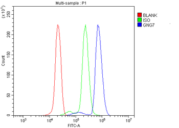Anti-GNG7 Antibody