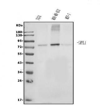 Grainyhead-like protein 1/GRHL1 Antibody