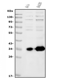 HOXC13 Antibody