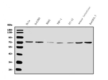 IL2 Receptor beta/p75/IL2RB Antibody