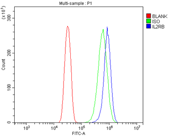 Anti-IL2 Receptor beta/p75/IL2RB Antibody