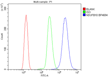 Anti-NDUFB10 Antibody