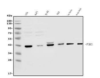 PCBP2/hnRNP E2 Antibody