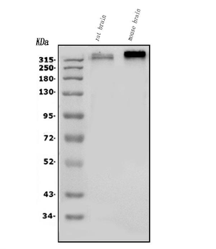Anti-Scn2a Antibody