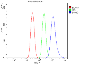 Anti-Sumo 1/SUMO1 Antibody