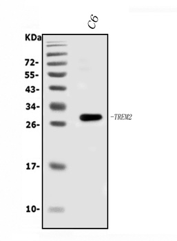 Trem2 Antibody