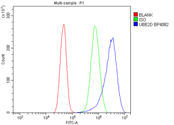 Anti-UBE2D1/2/3/4 Antibody