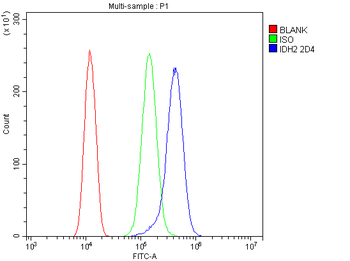 Anti-IDH2 Antibody (monoclonal, 2D4)