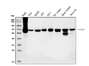PCK2 Antibody (monoclonal, 3F7)