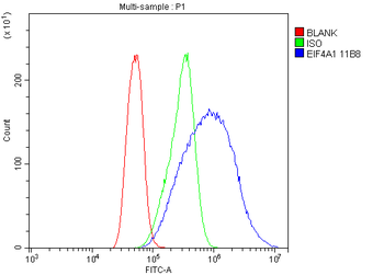 Anti-EIF4A1 Antibody (monoclonal, 11B8)