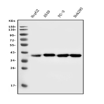 Aldolase/ALDOA Antibody (monoclonal, 6H8)