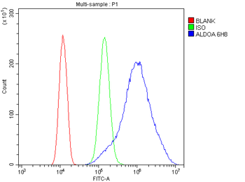 Anti-Aldolase/ALDOA Antibody (monoclonal, 6H8)