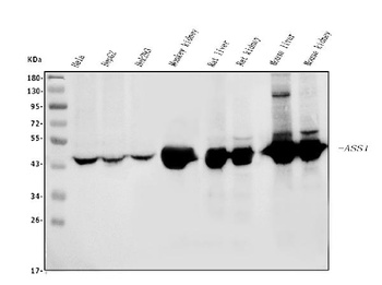 ASS1 Antibody (monoclonal, 5I5)