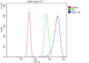 Anti-ASS1 Antibody (monoclonal, 7I9)