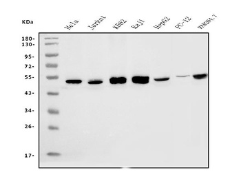 eRF1/ETF1 Antibody (monoclonal, 3B6)