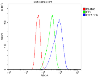 Anti-eRF1/ETF1 Antibody (monoclonal, 3B6)