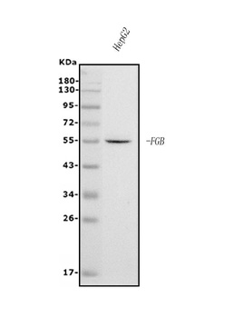 Fibrinogen beta chain/FGB Antibody (monoclonal, 6D12)